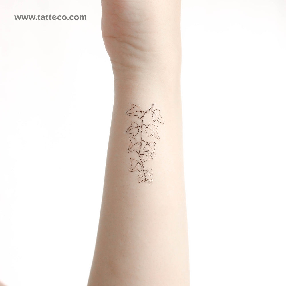 Common Ivy Plant Temporary Tattoo - Set of 3