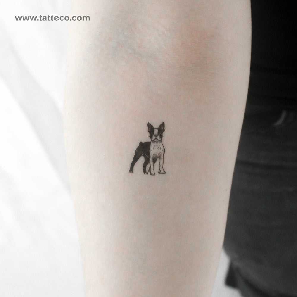 Boston Terrier Temporary Tattoo - Set of 3