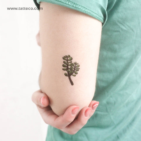 Jade Plant Temporary Tattoo - Set of 3