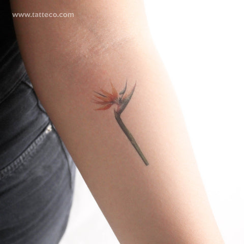 Watercolor Bird Of Paradise Temporary Tattoo - Set of 3